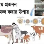 ব্র্যাক-কৃত্রিম-প্রজননে